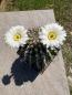 Preview: Acanthocalycium peitscherianum